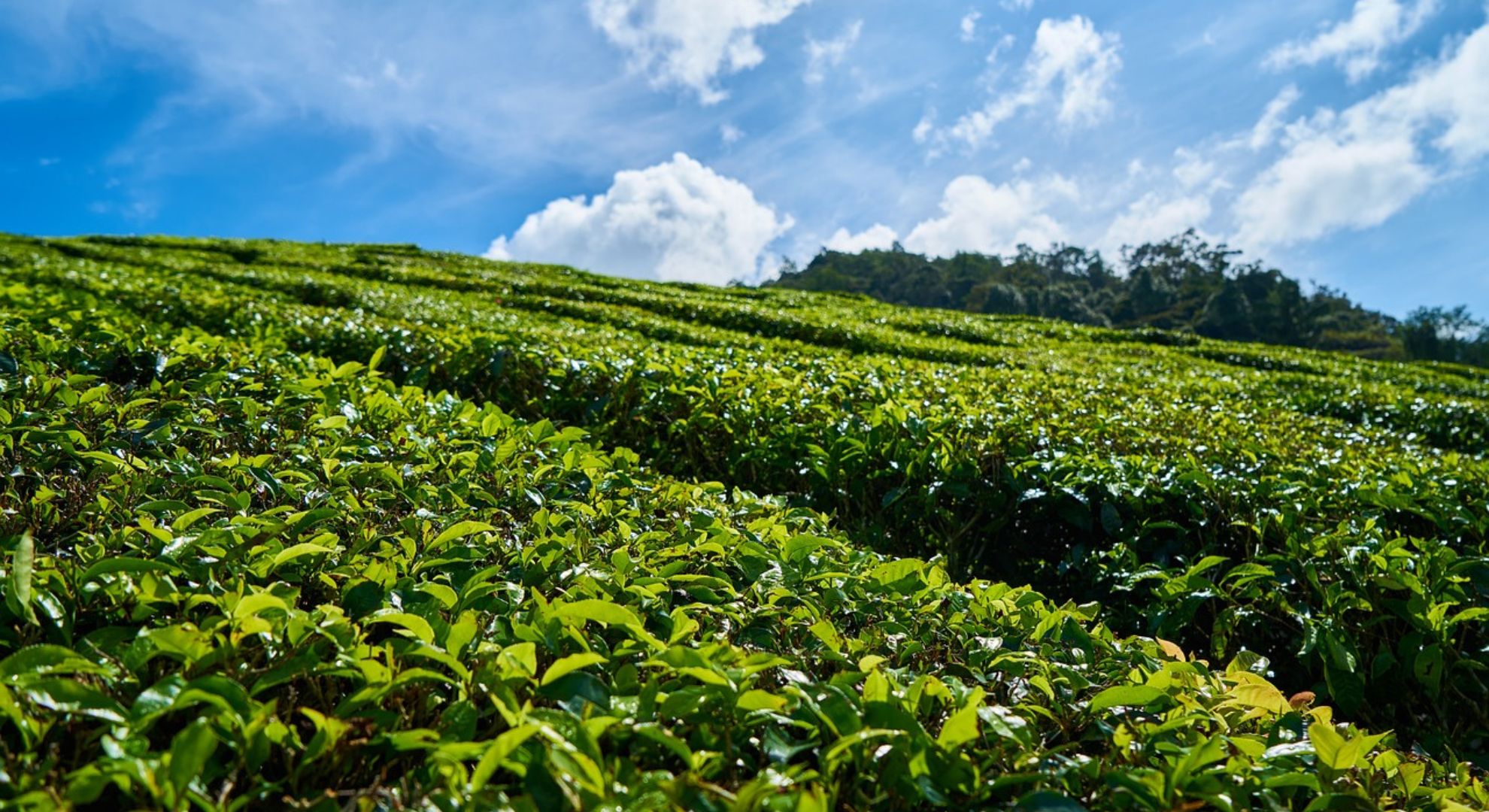 Menyelami Keindahan Kebun Teh Puncak Bogor: Panduan Wisata yang Wajib