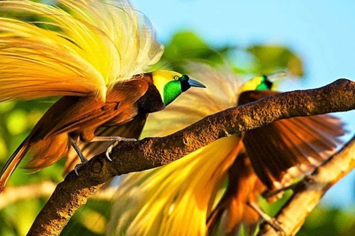 Keindahan Burung Cendrawasih: Pesona dan Keajaiban dari Papua