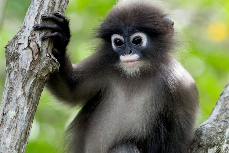 Keindahan Lutung Jawa: Menyelami Pesona Kera Endemik Pulau Jawa