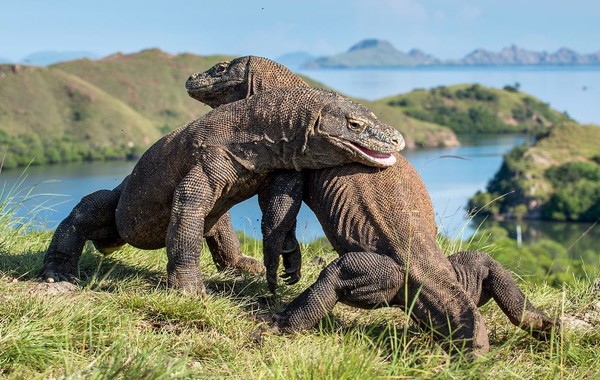 Keindahan Reptil Purba Komodo: Menyelami Pesona Naga Purba di Alam Bebas