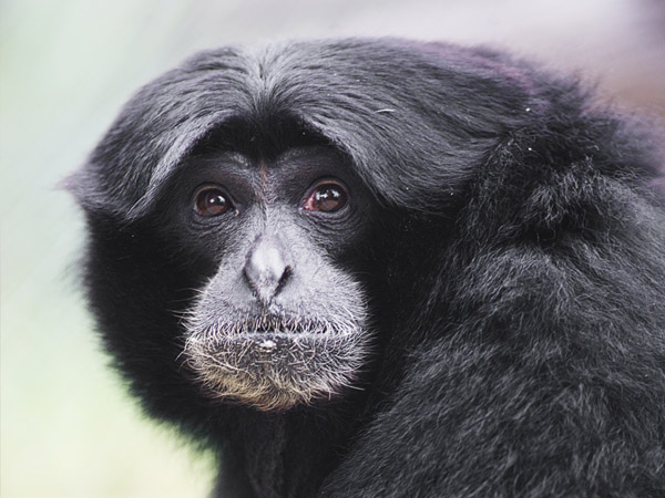 Keindahan Siamang: Menyelami Pesona Monyet Terbesar di Dunia