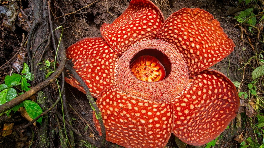 Tanaman Terlangka di Dunia: Menelusuri Keberadaan Flora yang Langka dan Berharga